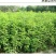 紫穗槐种子护坡灌木种子发芽率高包邮特价紫穗