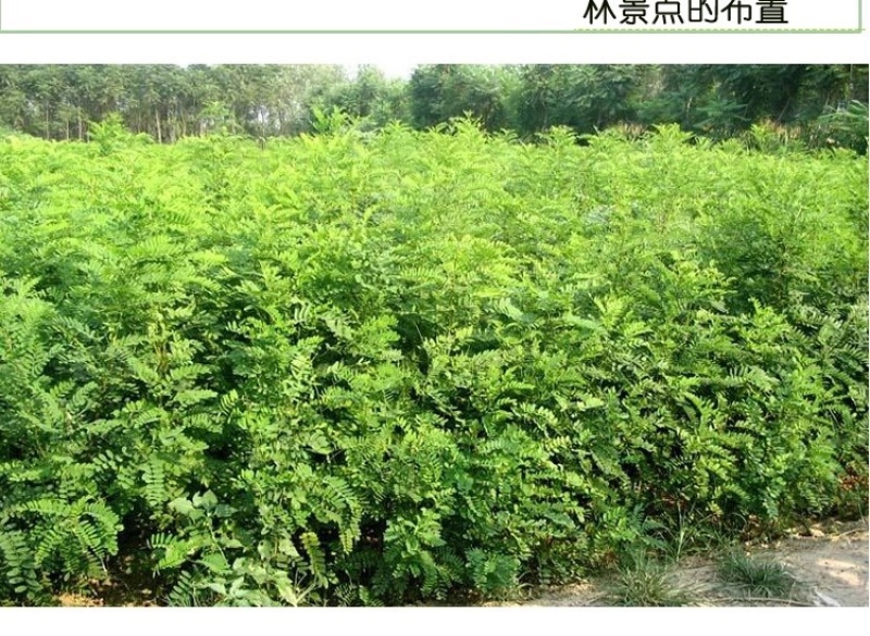 紫穗槐种子护坡灌木种子发芽率高包邮特价紫穗
