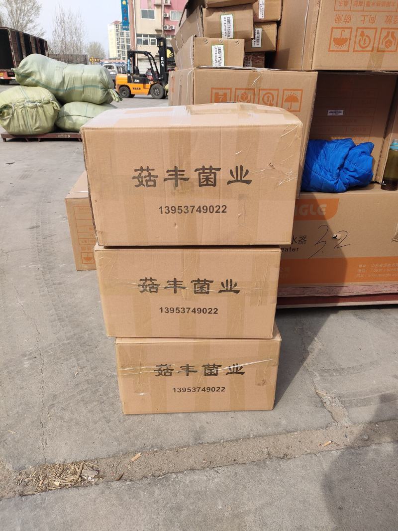 白木耳菌包白木耳菌棒木耳菌包菇型好抗病