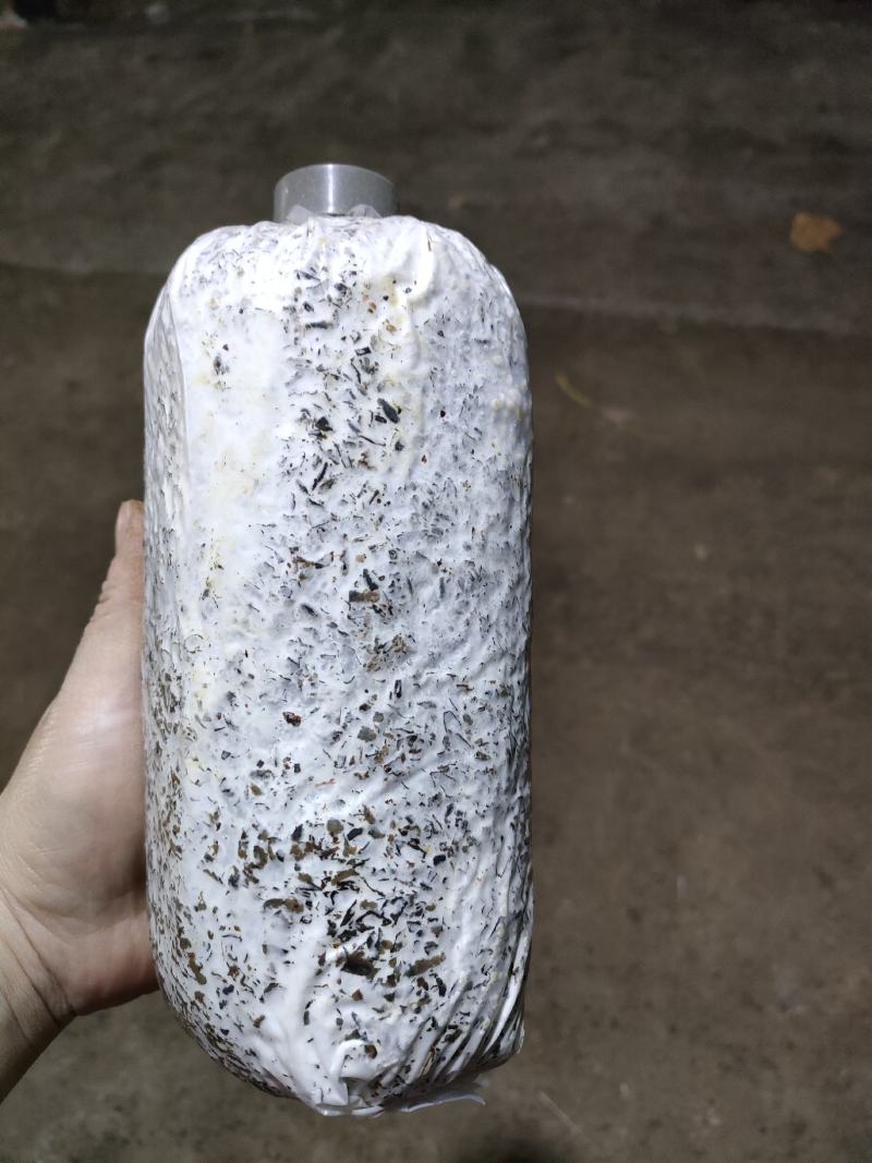 白木耳菌包白木耳菌棒木耳菌包菇型好抗病