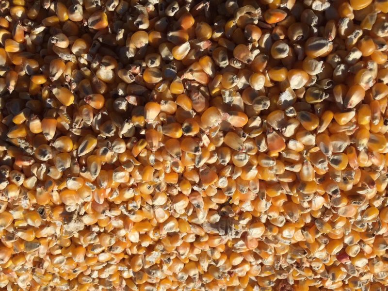 张家口玉米水分14~16%种植基地供应量大。