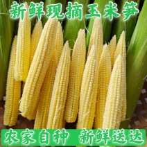 中国玉米来之最南端广东徐闻县农家甜小玉米笋现摘玉米笋包邮