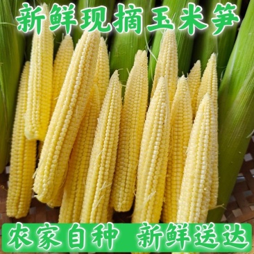 中国玉米来之最南端广东徐闻县农家甜小玉米笋现摘玉米笋包邮