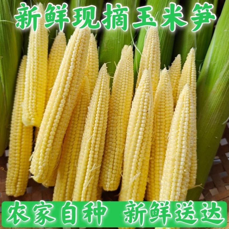 中国玉米来之最南端广东徐闻县农家甜小玉米笋现摘玉米笋包邮