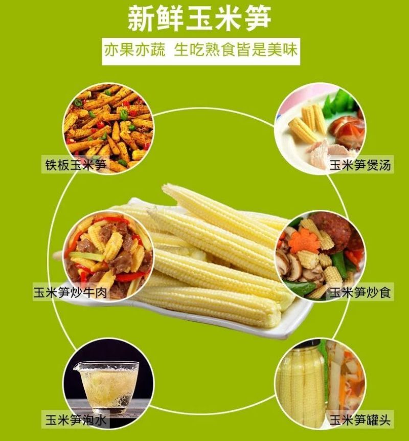 中国玉米来之最南端广东徐闻县农家甜小玉米笋现摘玉米笋包邮