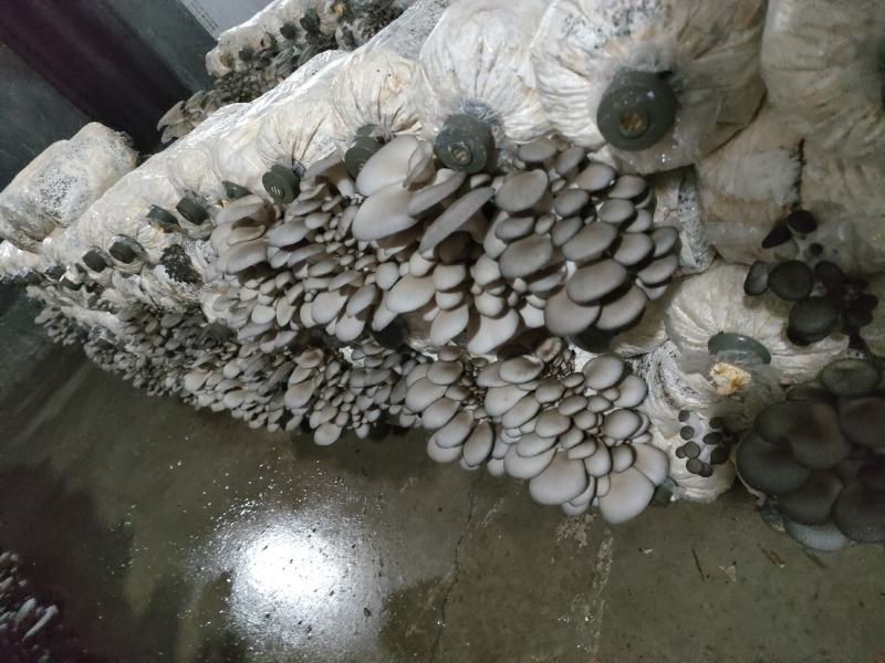 平菇菌种厂家批发