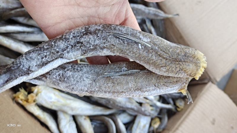 梭鱼棍棍子鱼咸鱼干对接各地电商微商一手货源大量现货供应