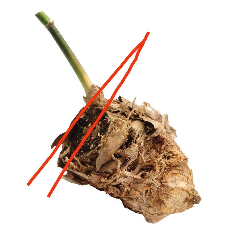 麻竹笋苗竹苗麻竹苗烟斗苗