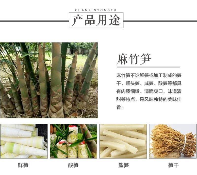 麻竹笋苗竹苗麻竹苗烟斗苗