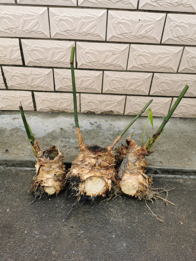麻竹笋苗竹苗麻竹苗烟斗苗