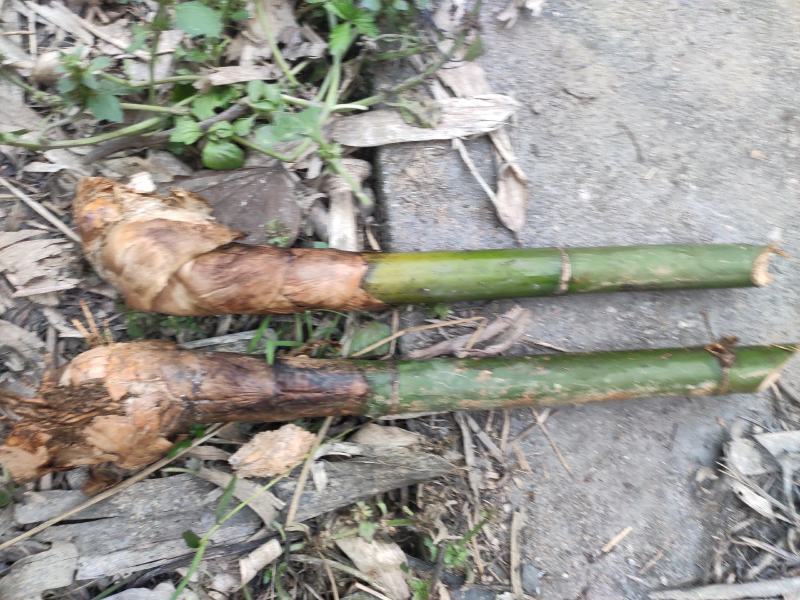 麻竹笋苗竹苗麻竹苗烟斗苗