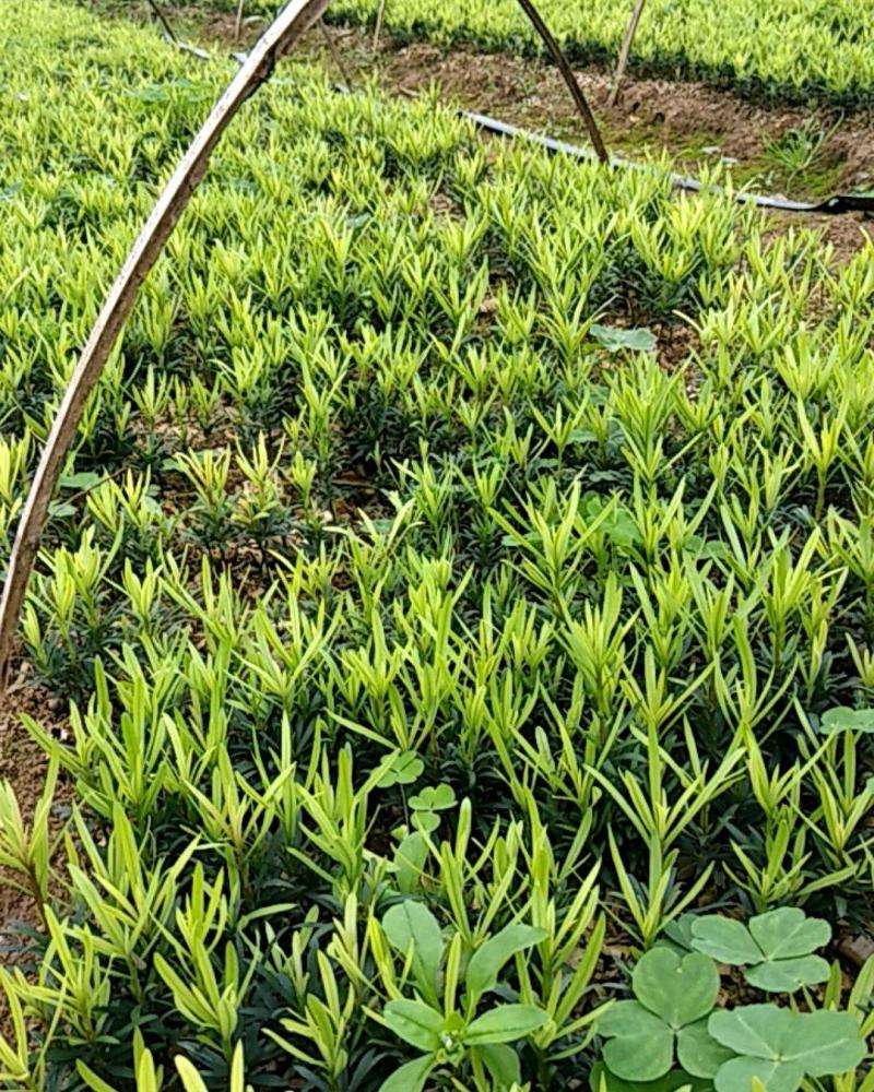 罗汉松苗品种好坏苗包赔欢迎新老客户实地考察！