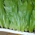 油麦菜河北邯郸油麦菜大量上市诚信经营,