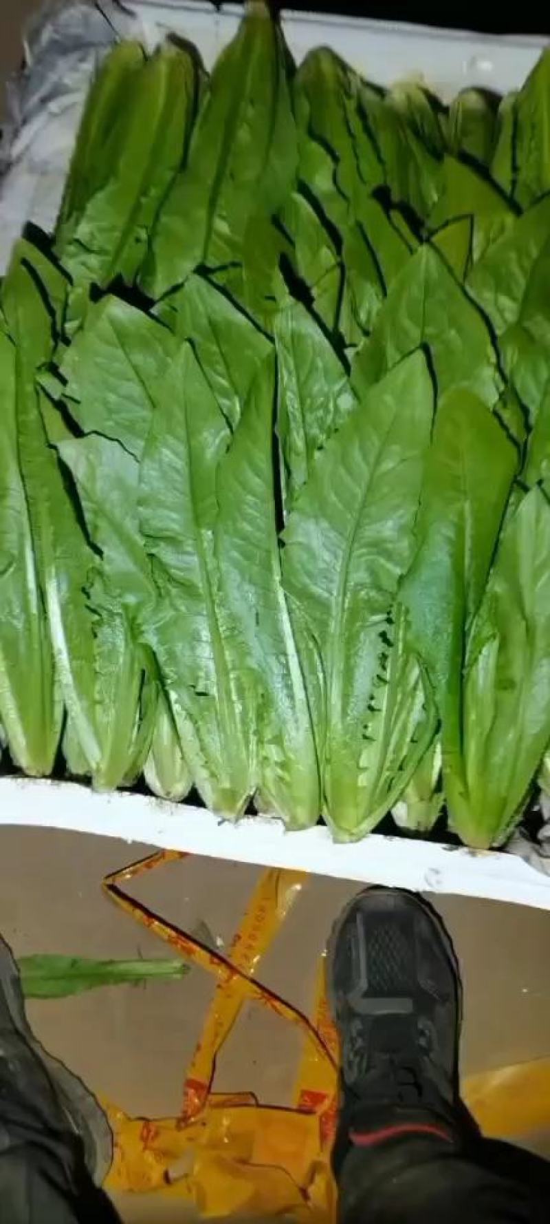 油麦菜河北邯郸油麦菜大量上市诚信经营，