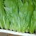 油麦菜河北邯郸油麦菜大量上市诚信经营,