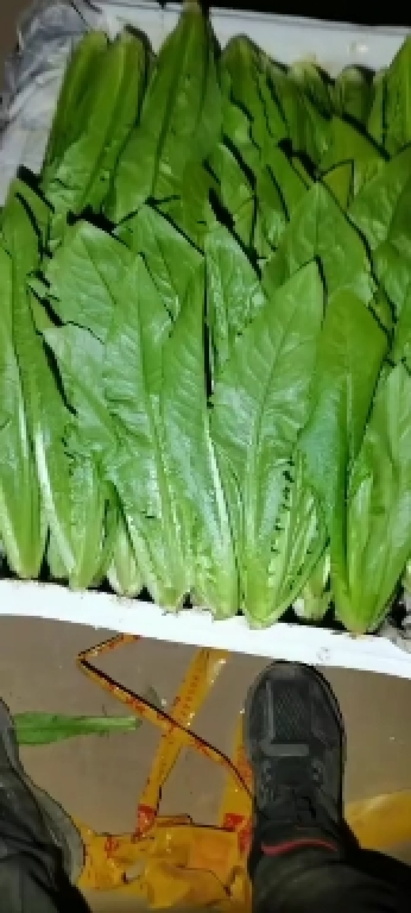 油麦菜河北邯郸油麦菜大量上市诚信经营，