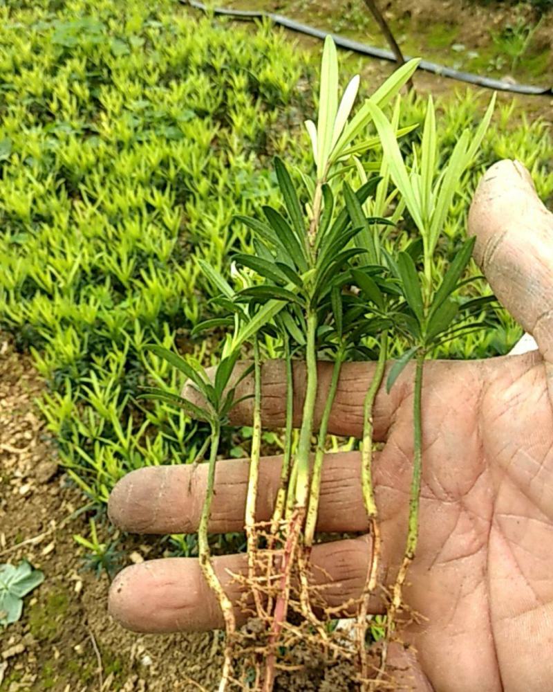 罗汉松苗品种好坏苗包赔欢迎新老客户实地考察！