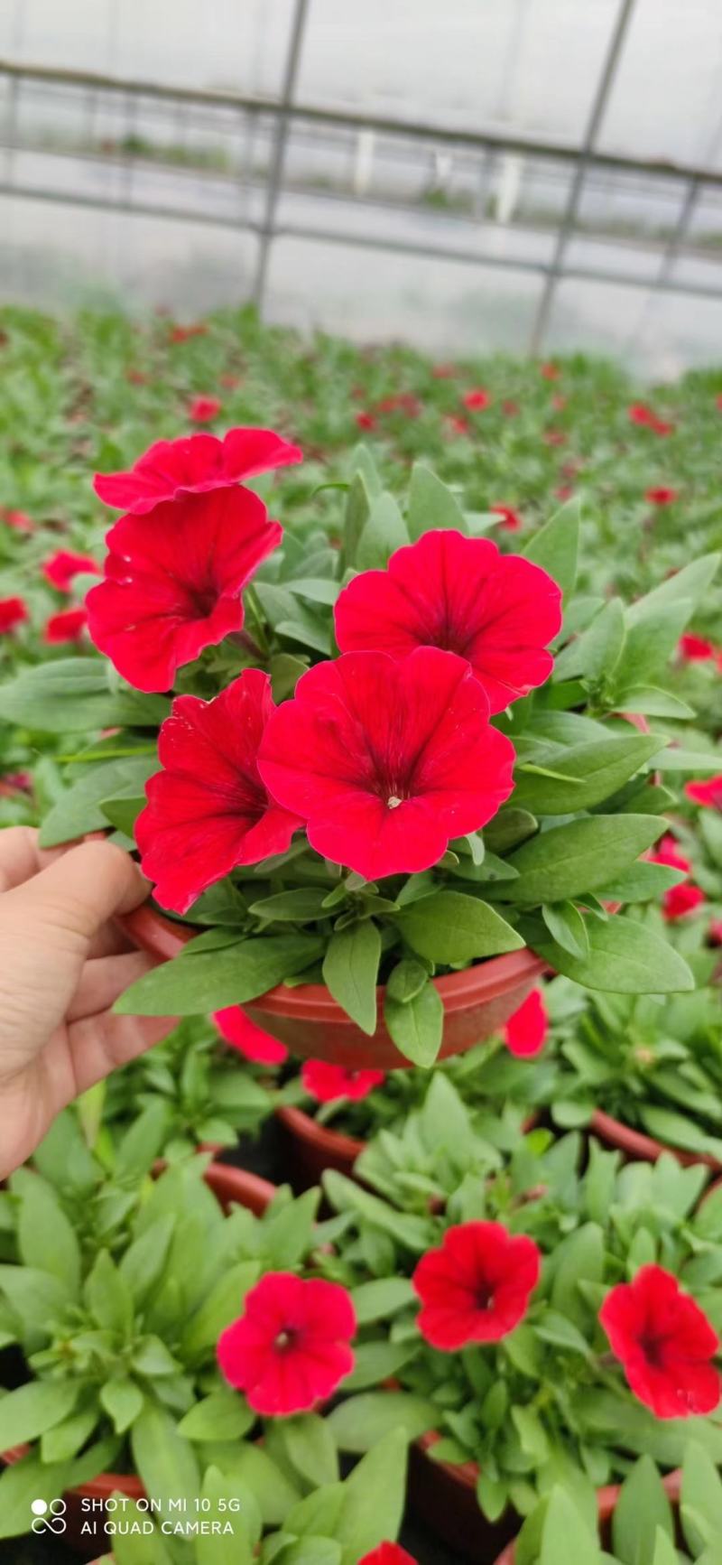 牵牛花/带花发货/花色齐全/规格齐全/基地直销/