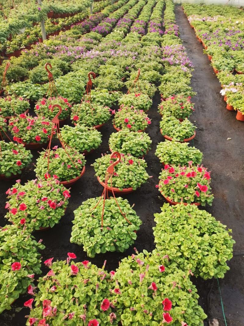 牵牛花/带花发货/花色齐全/规格齐全/基地直销/