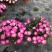 牵牛花/带花发货/花色齐全/规格齐全/基地直销/