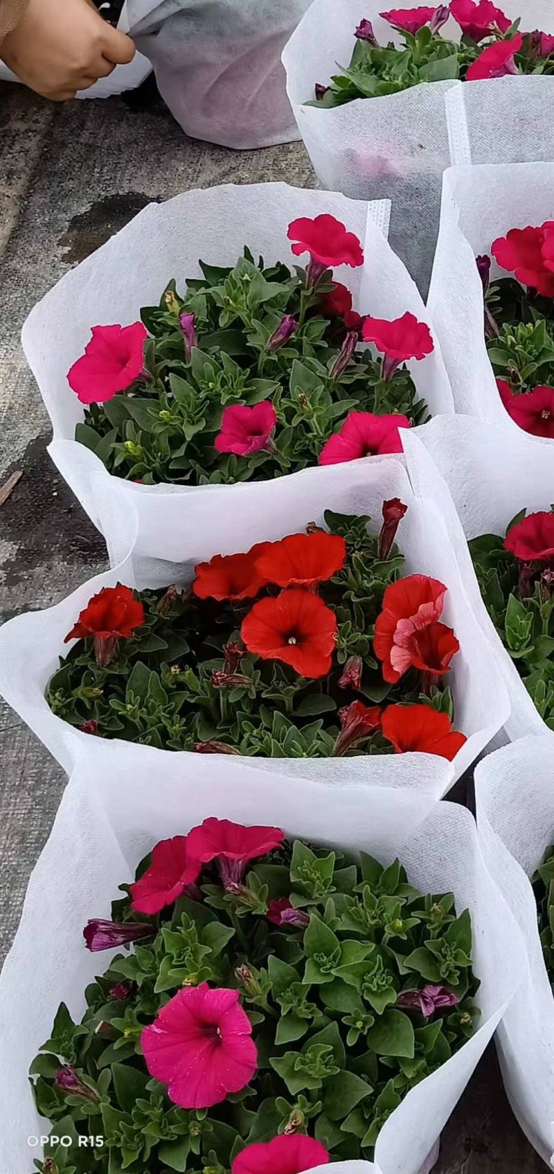 牵牛花/带花发货/花色齐全/规格齐全/基地直销/