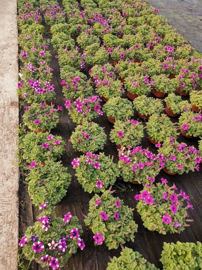 牵牛花/带花发货/花色齐全/规格齐全/基地直销/