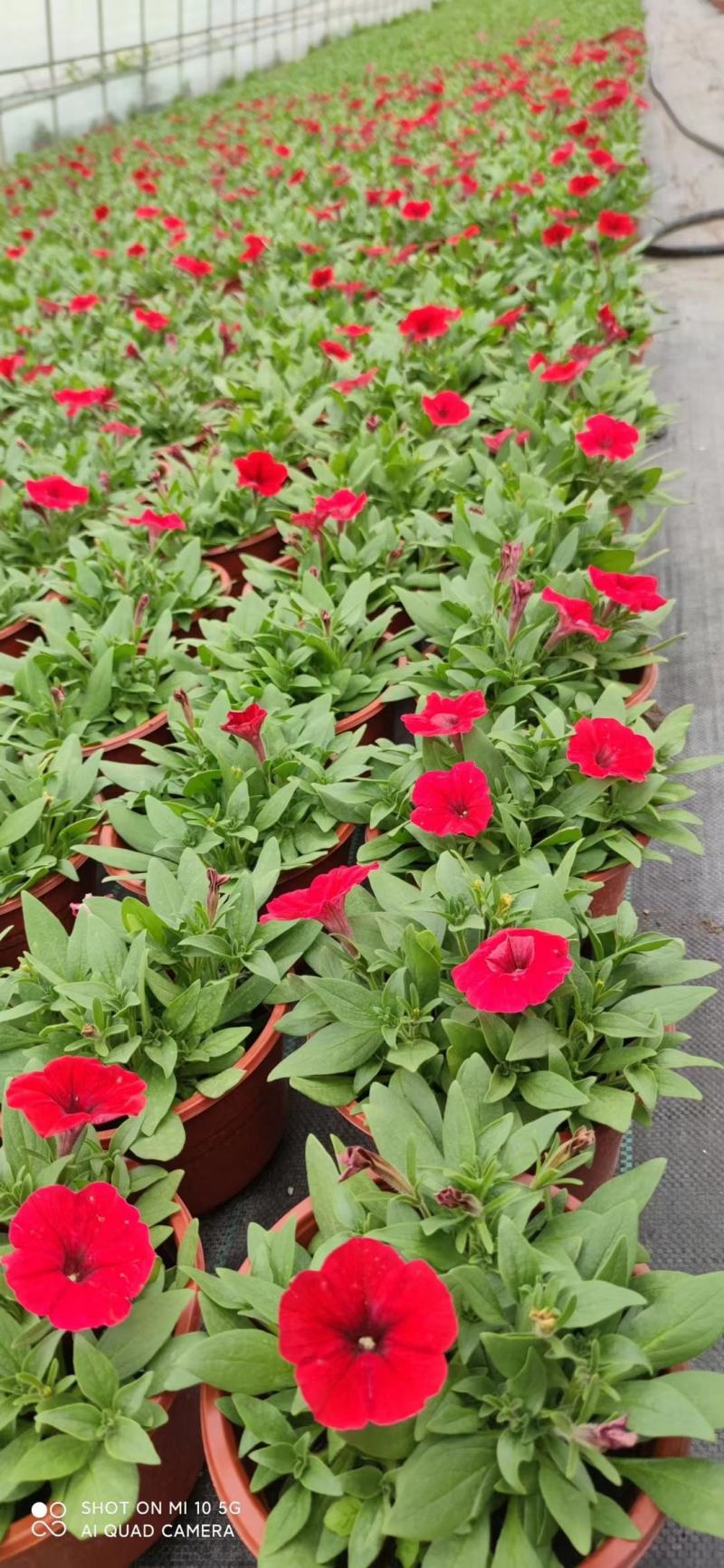 牵牛花/带花发货/花色齐全/规格齐全/基地直销/