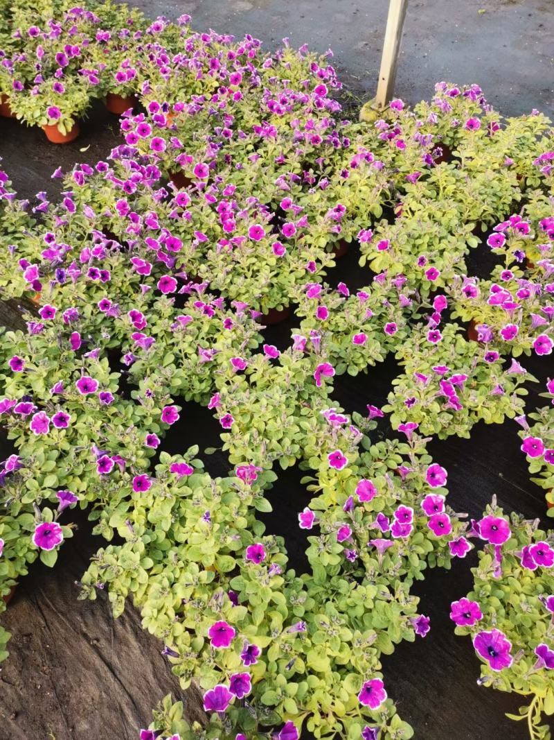 牵牛花/带花发货/花色齐全/规格齐全/基地直销/
