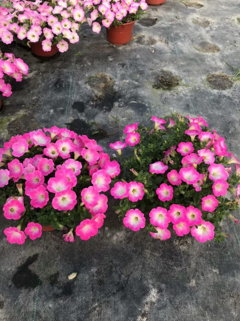 牵牛花/带花发货/花色齐全/规格齐全/基地直销/