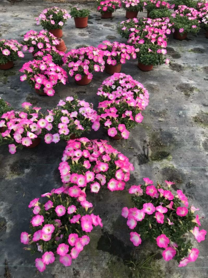 牵牛花/带花发货/花色齐全/规格齐全/基地直销/