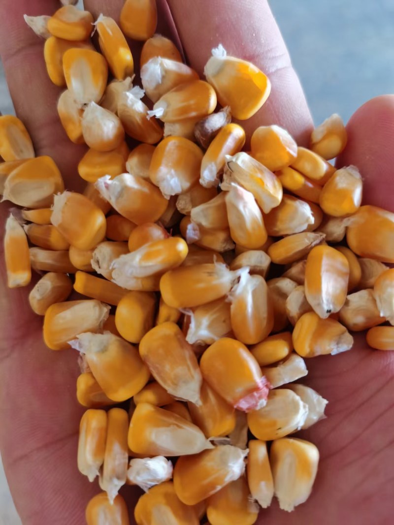 常年供应玉米小麦面粉