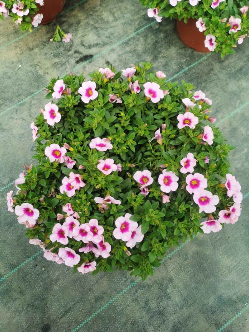 牵牛花/带花发货/花色齐全/规格齐全/基地直销/
