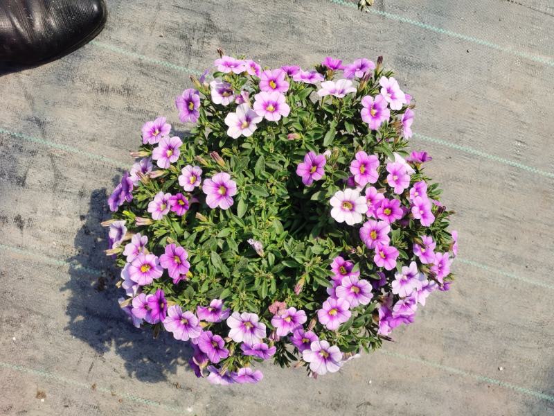 牵牛花/带花发货/花色齐全/规格齐全/基地直销/