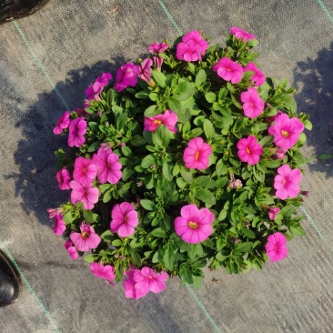 牵牛花/带花发货/花色齐全/规格齐全/基地直销/
