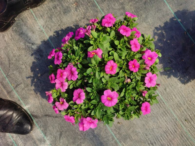 牵牛花/带花发货/花色齐全/规格齐全/基地直销/