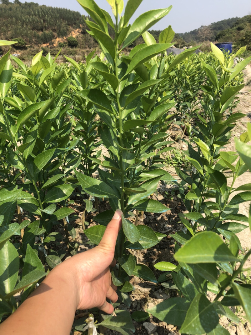 陈皮柑新会柑茶枝柑小青柑柠檬嫁接优质品种果苗
