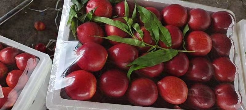 [正宗油桃]黄桃，毛桃，中油.品种齐全，欢迎新老客户选购