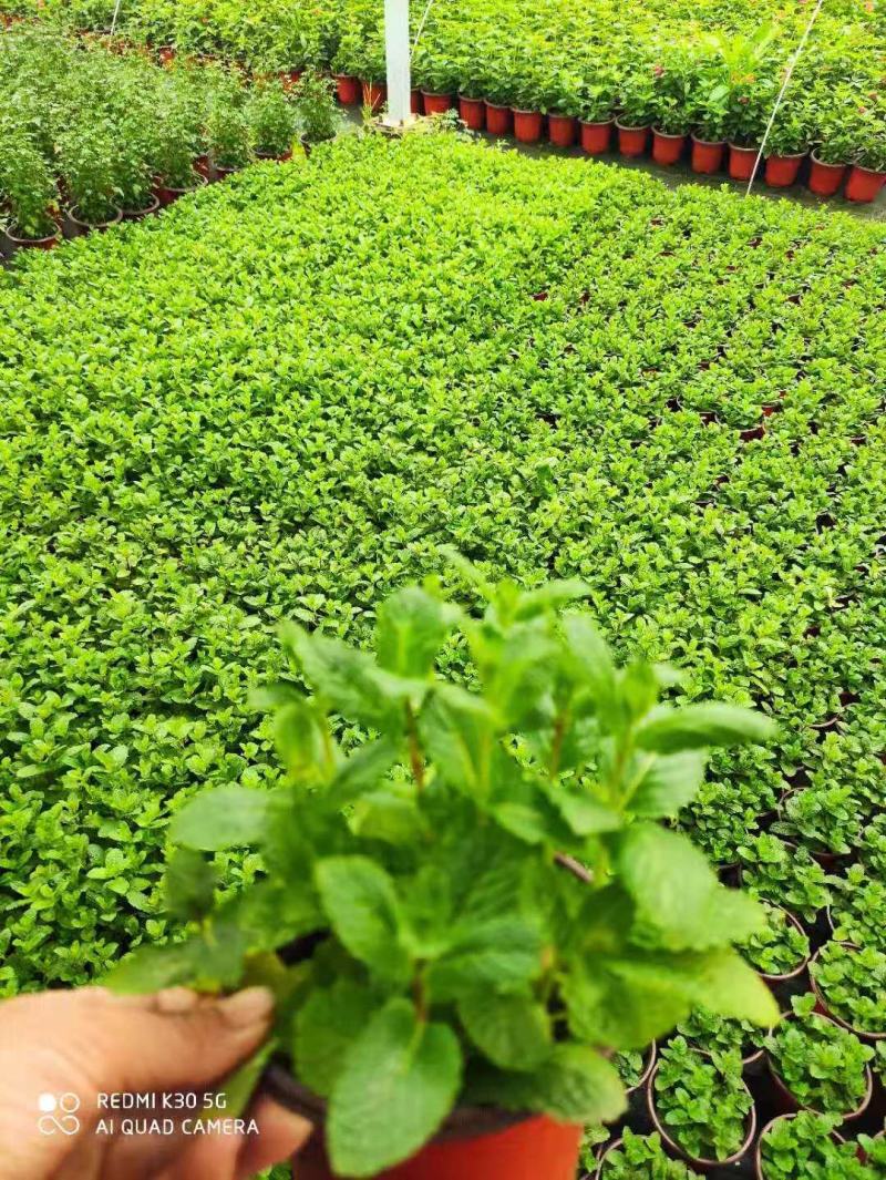 薄荷/带盆发货/基地直销/规格齐全/价格优惠/