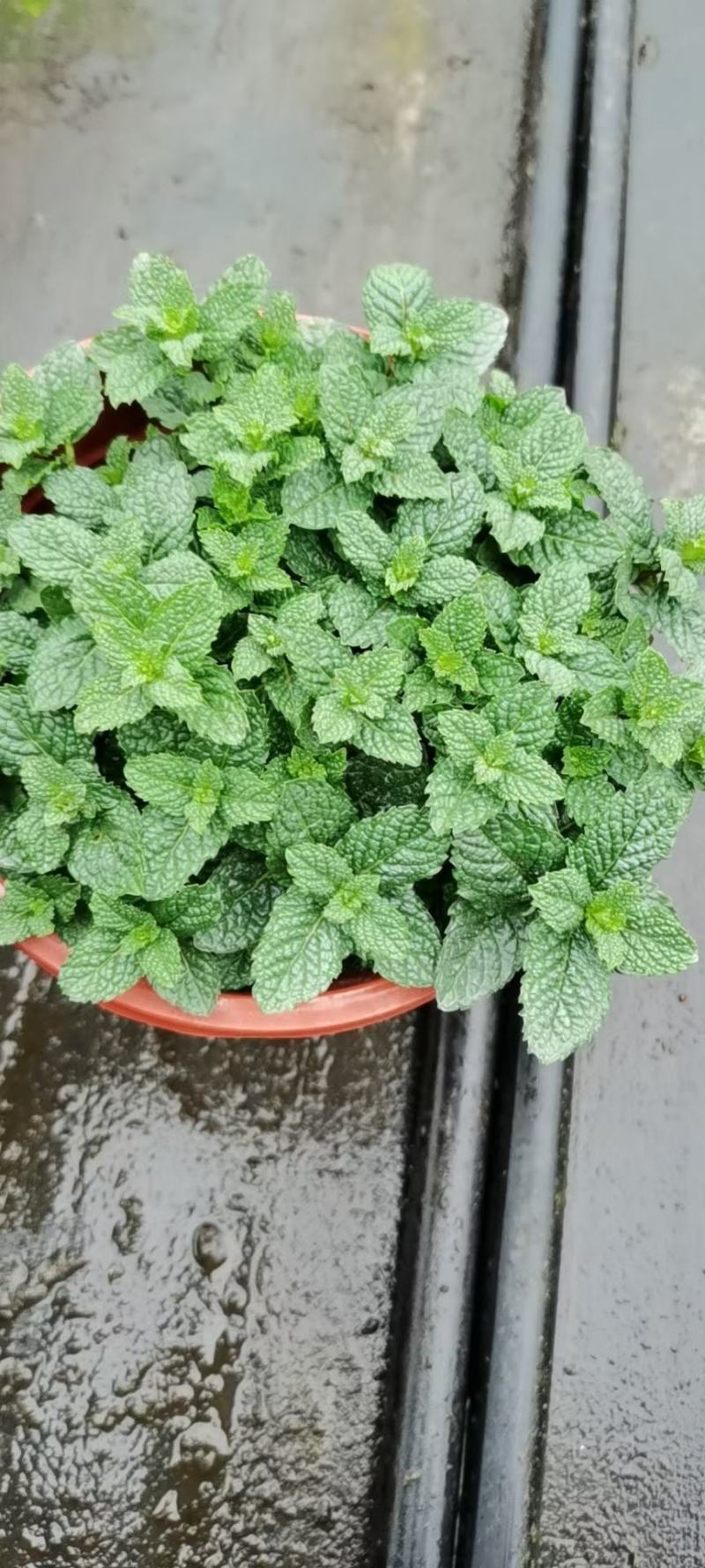 薄荷/带盆发货/基地直销/规格齐全/价格优惠/