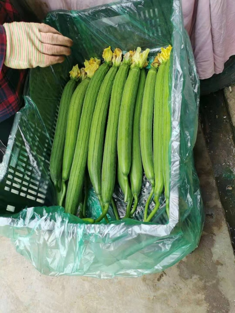 【现摘现卖】云南开远丝瓜大量上市支持视频看货欢迎咨询
