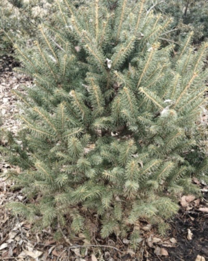 云杉1米～7米规格齐全，基地直销，价格实惠，保证质量！