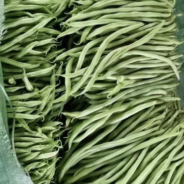 【精品】无筋豆现摘现发大量上市中欢迎咨询下单