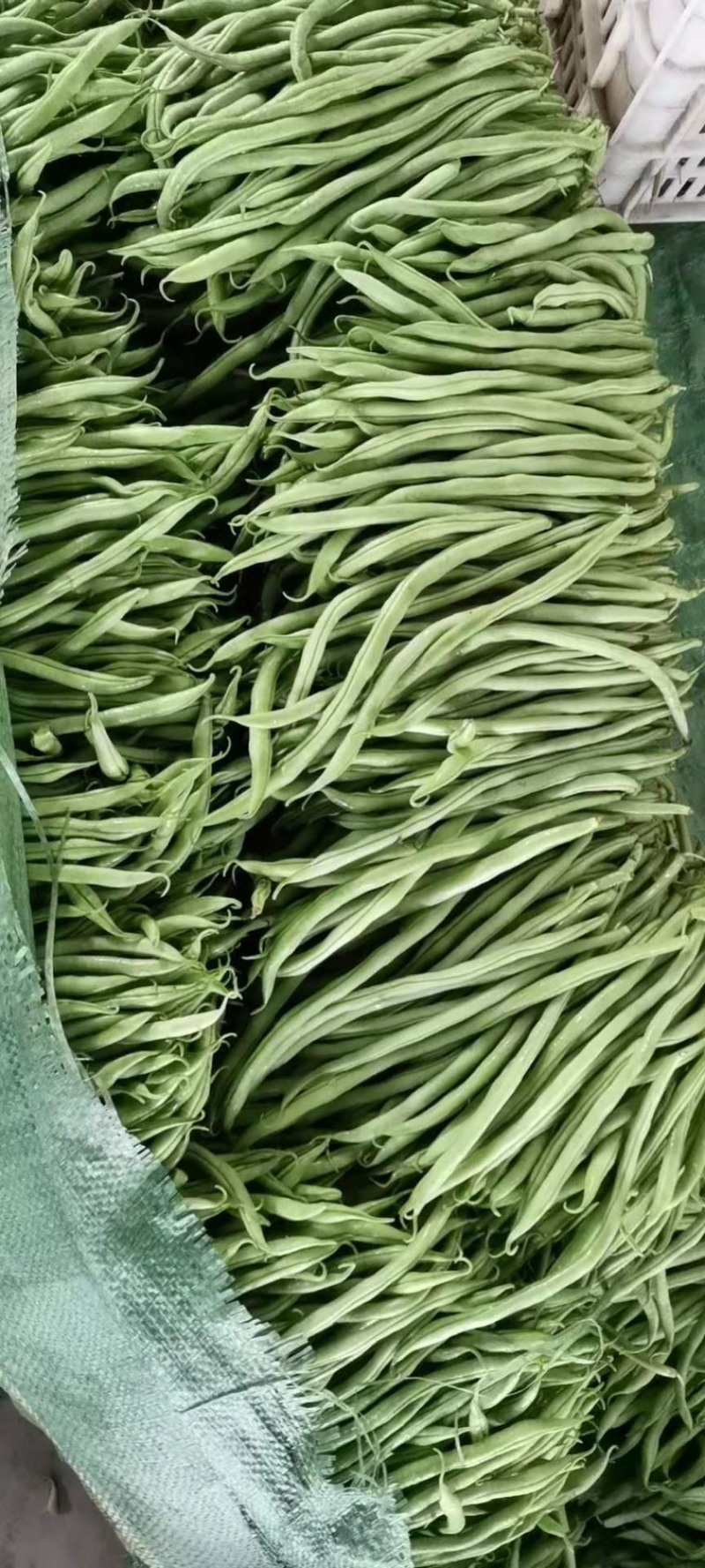 【精品】无筋豆现摘现发大量上市中欢迎咨询下单