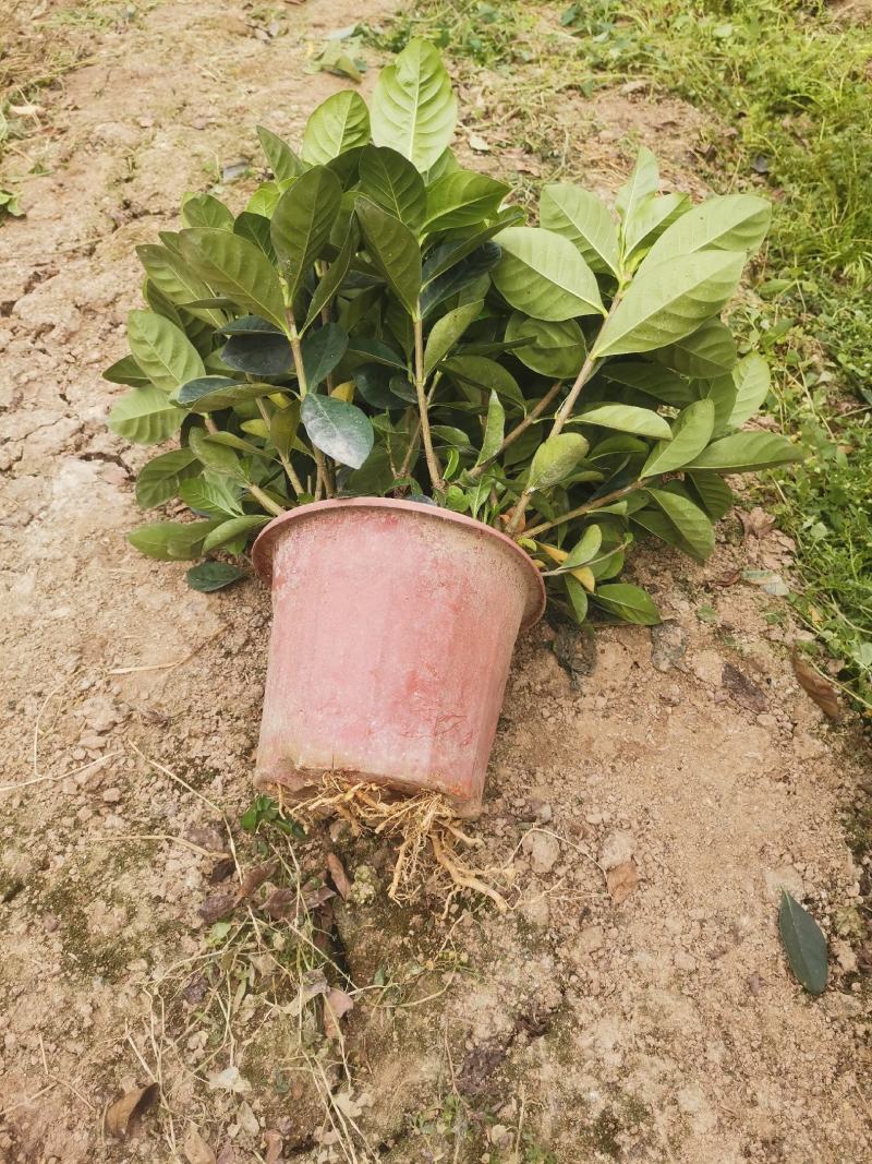 栀子花盆栽花卉植物室内花阳台带花苞绿植盆栽好养活四季开花