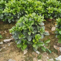 栀子花盆栽花卉植物室内花阳台带花苞绿植盆栽好养活四季开花