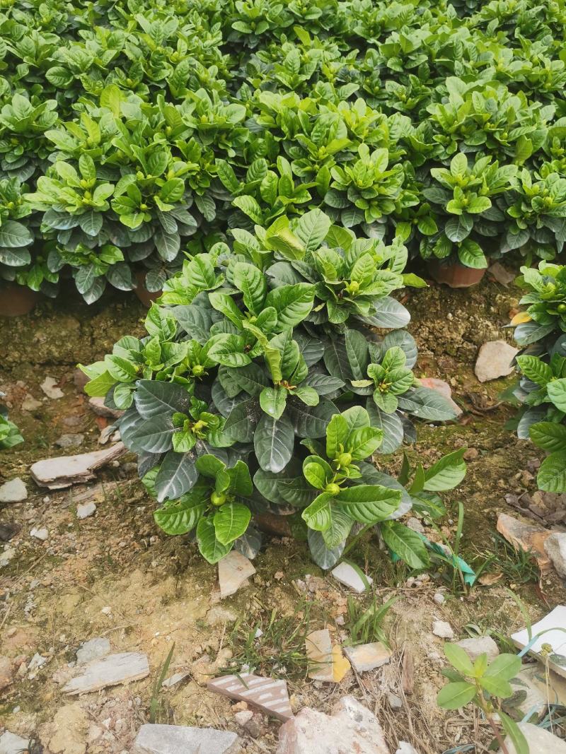 栀子花盆栽花卉植物室内花阳台带花苞绿植盆栽好养活四季开花