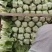 白菜云南精品大白菜大量上市需要联系质量保证