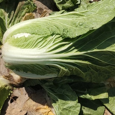 白菜云南精品大白菜大量上市需要联系质量保证