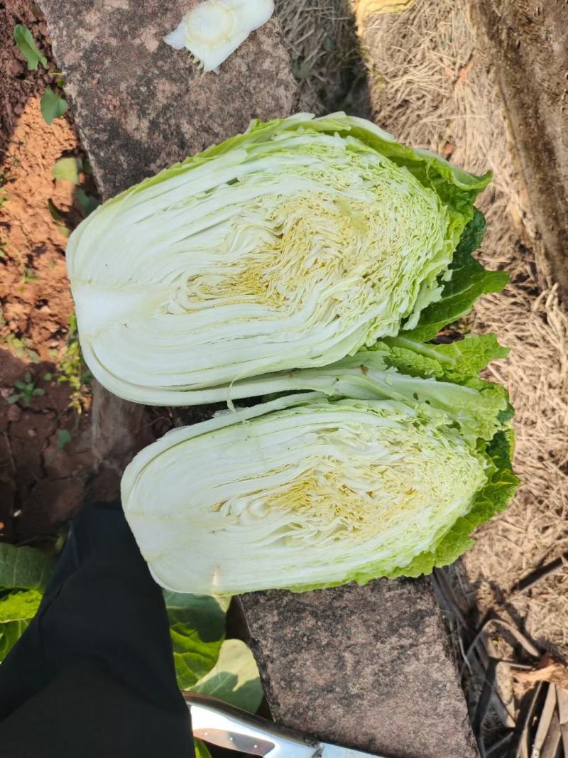白菜云南精品大白菜大量上市需要联系质量保证