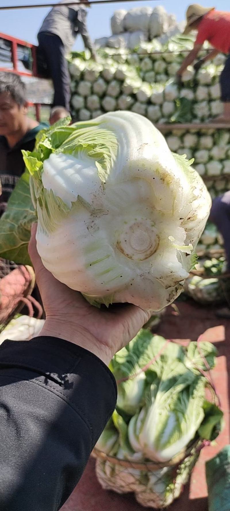 白菜云南精品大白菜大量上市需要联系质量保证